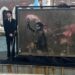 Torna visibile ‘The Migrant Child’, l’opera di Banksy sui diritti dei minori