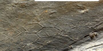 Il mistero del Paleodictyon: ecco chi disegna esagoni nei fondali marini da mezzo miliardo di anni